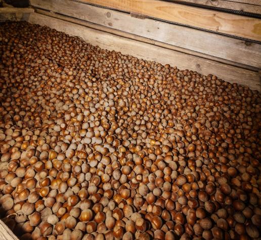 Nocciole_Piana_del_Sele