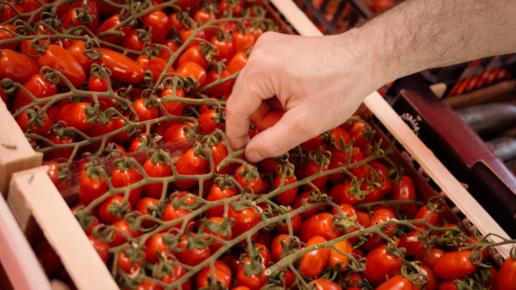 Pomodoro_Piana_del_Sele