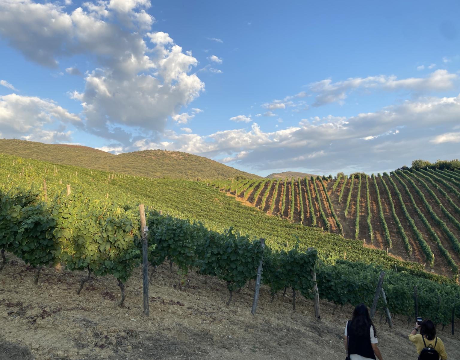 Azienda_Agricola_Donna_Clara_vineyard
