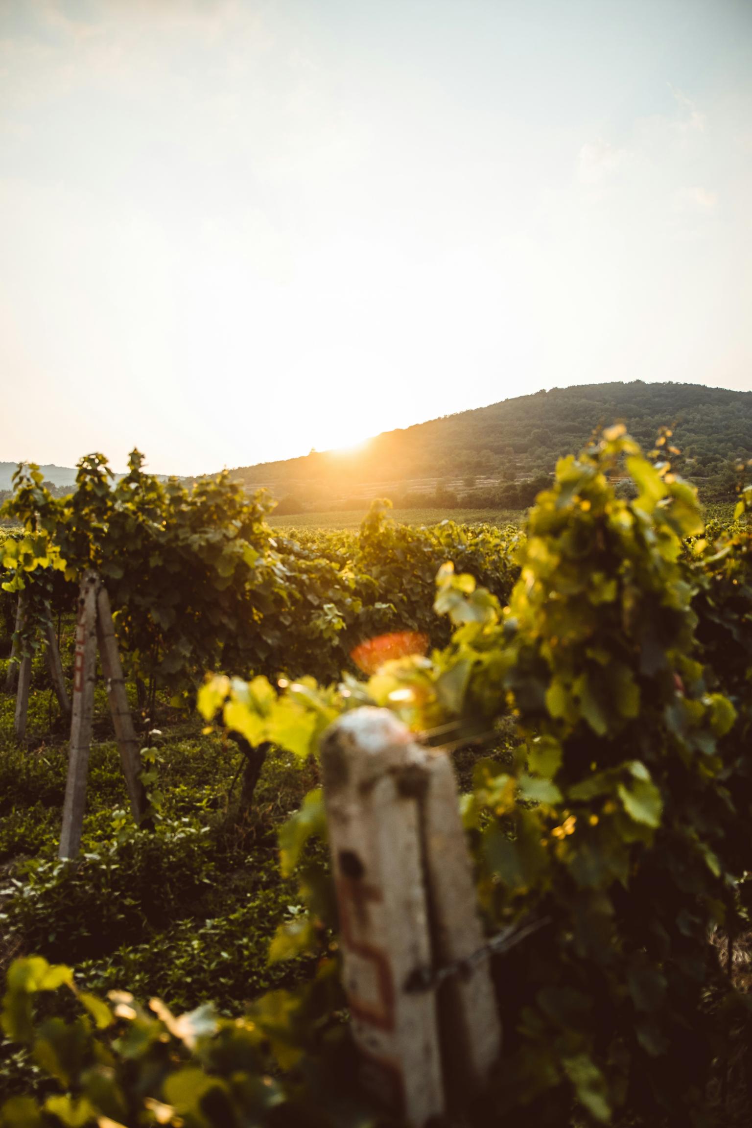 Vigna_Cilentana_Cilento_Salerno_Campania_Italia