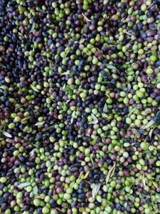Olive_Piana_Del_Sele